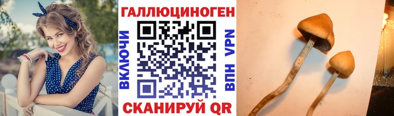 Купить закладки  Михайлов  Галлюциногенные грибы Psilocybe 